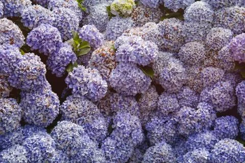 Blue hydrangea flowers wall Foto stock