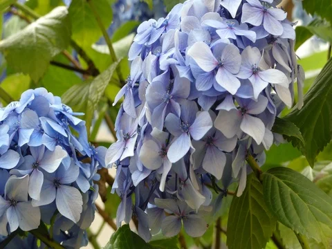 Blue hydrangea flowers waving closeup background Stock Footage 80973430