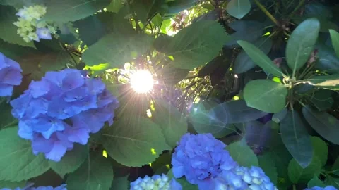 Blue Hydrangea Stock Footage 135616192