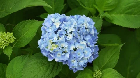 Blue hydrangea in the garden, Hydrangea arborescens - Smooth hydrangea Stock Footage 245739076