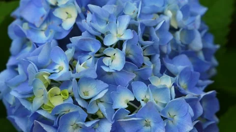 Blue hydrangea in the garden, Hydrangea arborescens blue flower 스톡 동영상 245739088