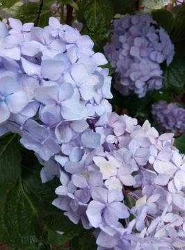 Blue hydrangea in the garden Stock-Fotos
