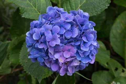 Blue hydrangea on a garden Stock Photos