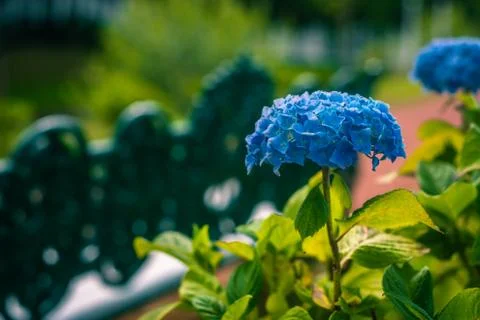 Blue Hydrangea Growing in the Garden of Dumfries House in Scotland Stock Photos
