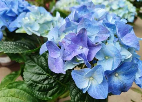 Blue hydrangea (hydrangea macrophylla) or hortensia flower with dew Stock Photos