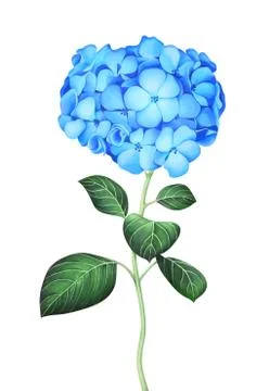 Blue hydrangea isolated on white background. Watercolor illustration. Stock Illustration