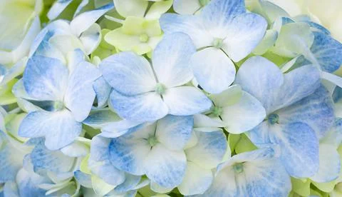 Blue hydrangea. macro flower background. horizontal Stock Photos