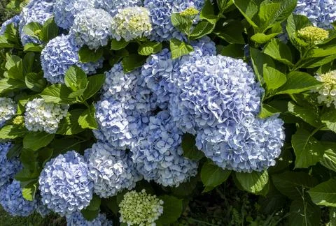 Blue Hydrangea macrophylla flowers in full bloom during summer Stock Photos