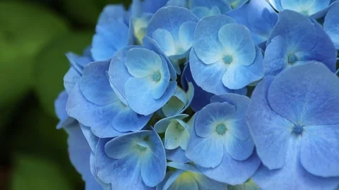 Blue Hydrangea macrophylla flowers swaying in the breeze 動画素材 339417325