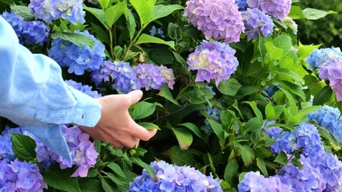 Blue hydrangea macrophylla.Hands touch the leaves and blue flowers of hydrangea Stock Footage 278114041