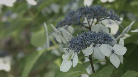 Blue hydrangea, non color graded 4K (3840x2160) Stock Footage 40632686