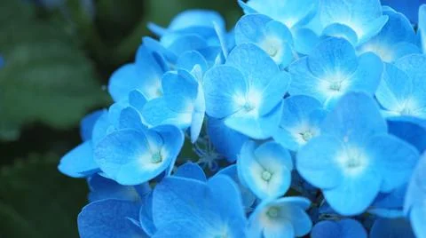 Blue Hydrangea or Hydrangea macrophylla from Sapporo Hokkaido Japan. Stock Photos