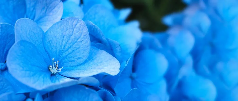 Blue Hydrangea or Hydrangea macrophylla from Sapporo Hokkaido Japan. Stock Photos