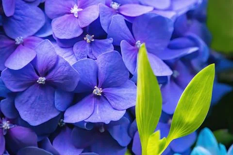 Blue Hydrangea or Hydrangea macrophylla or Hortensia flowers Stock Photos