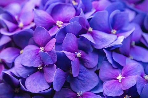 Blue Hydrangea or Hydrangea macrophylla or Hortensia flowers Stock Photos