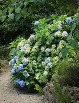 Blue hydrangea in park Stock Photos