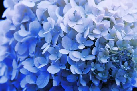 Blue hydrangea petals close up macro Stock Photos