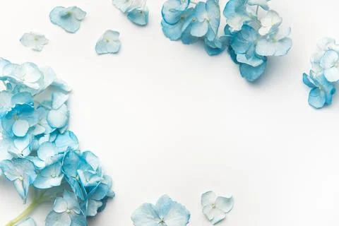 Blue hydrangea petals creating a natural floral frame Stock Photos