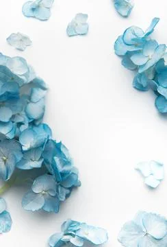 Blue hydrangea petals creating a natural floral frame Stock Photos