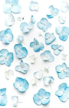 Blue hydrangea petals scatter on white background Stock Photos