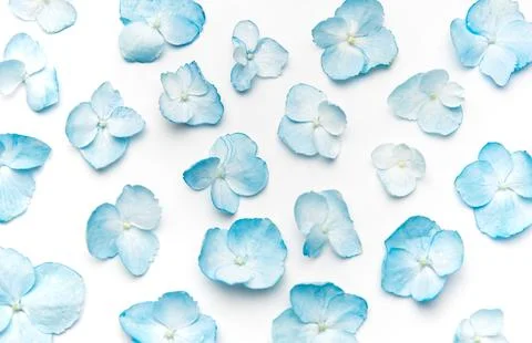 Blue hydrangea petals scatter on white background Stock Photos