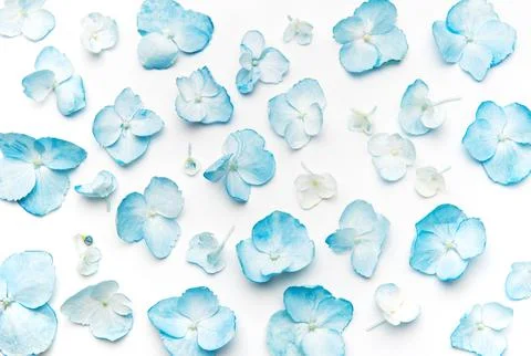 Blue hydrangea petals scatter on white background Stock Photos