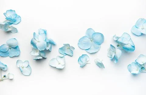 Blue hydrangea petals scattered on white background Stock Photos