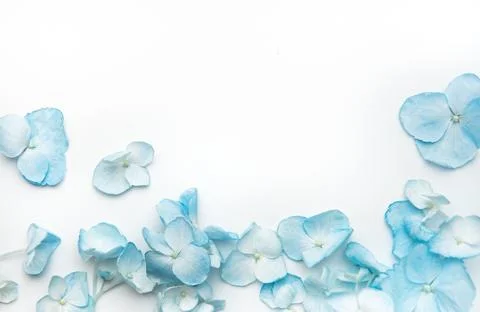 Blue hydrangea petals scattered on white background Stock Photos