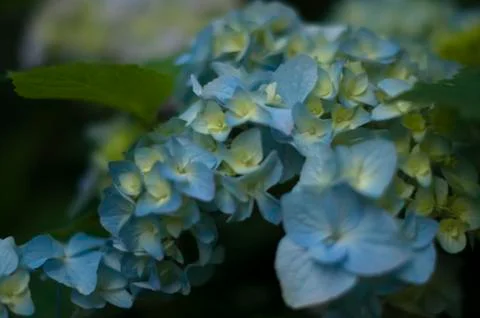 Blue hydrangea Foto stock