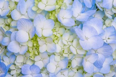 Blue hydrangea Stock Photos