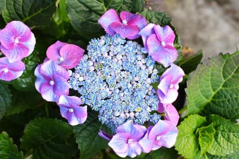Blue hydrangea 写真素材