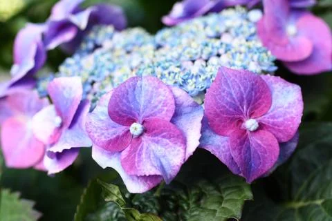 Blue hydrangea Stock Photos
