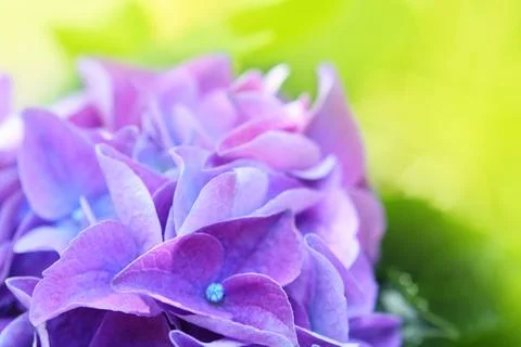 Blue hydrangea Stock Photos