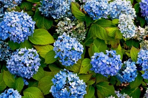 Blue hydrangea Stock Photos