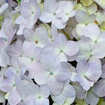 Blue hydrangea Stock Photos