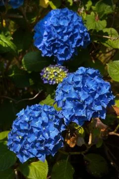 Blue hydrangea Stock Photos