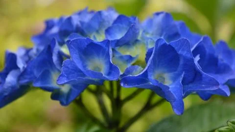 Blue hydrangea 写真素材
