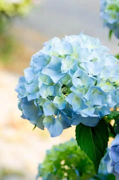 Blue hydrangea Stock Photos