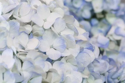 Blue hydrangea Stock Photos