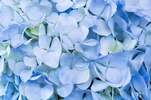 Blue hydrangea Stock Photos
