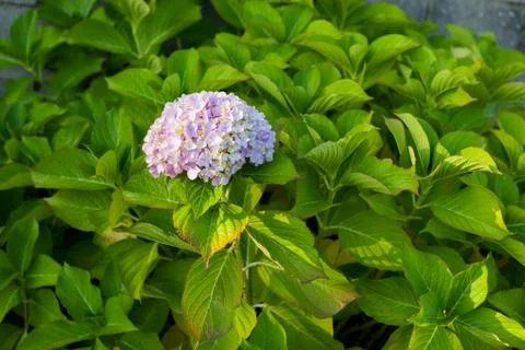 Blue hydrangea 写真素材