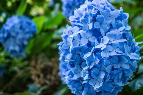 Blue Hydrangea Foto stock