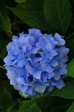Blue hydrangea Stock Photos