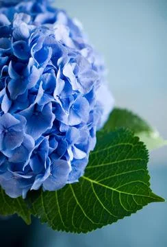 Blue hydrangea Stock Photos