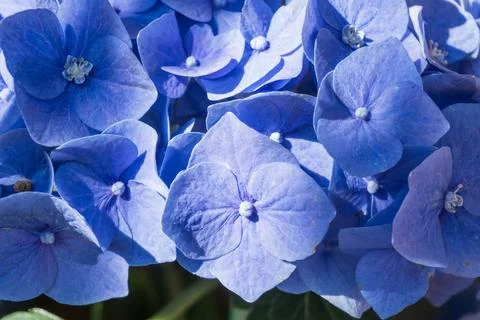  blue hydrangea Stock Photos