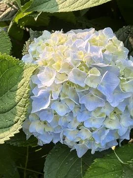 Blue hydrangea Stock Photos