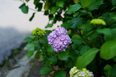 Blue hydrangea 库存照片