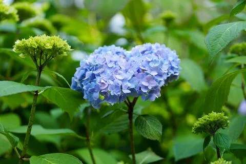 Blue hydrangea Fotos Stock
