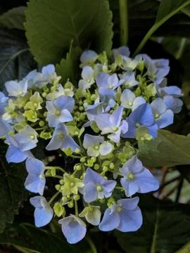 Blue hydrangea plant Stock Photos