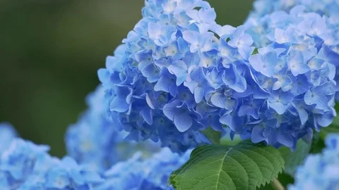 Blue hydrangea swaying in wind, close up Stock Footage